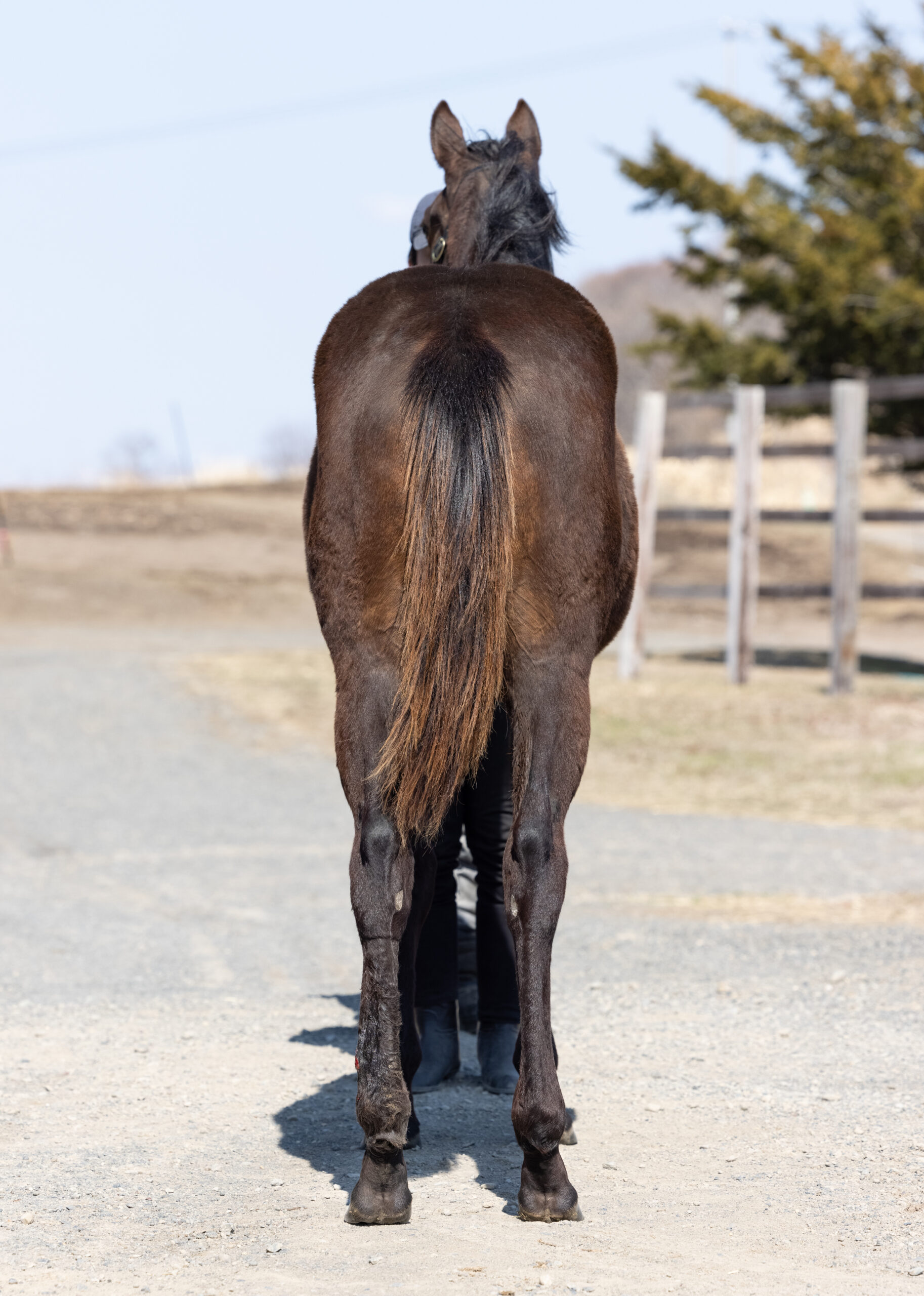 スカーレットドレス Umakau Com 競走馬販売サイト