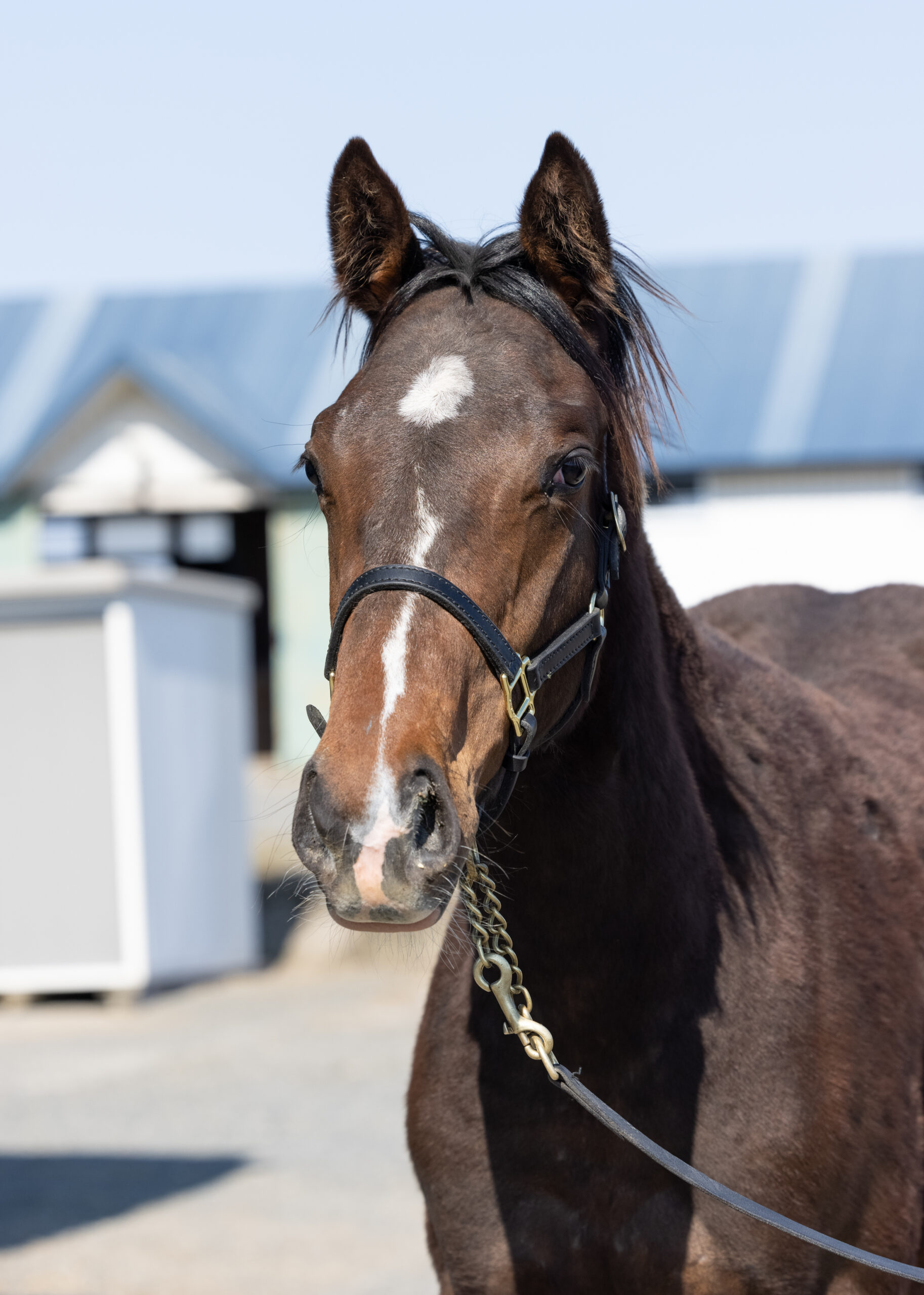 スカーレットドレス Umakau Com 競走馬販売サイト