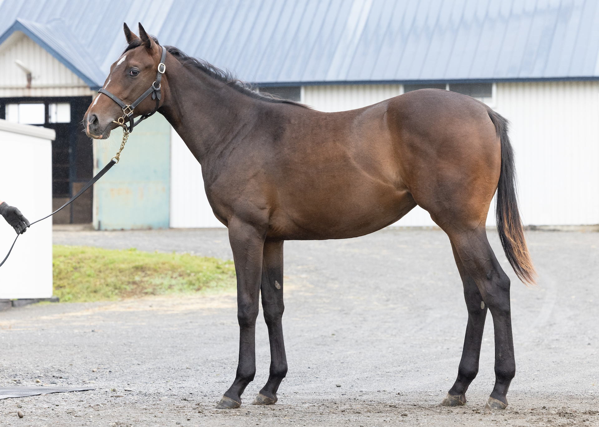 スカーレットドレス Umakau Com 競走馬販売サイト