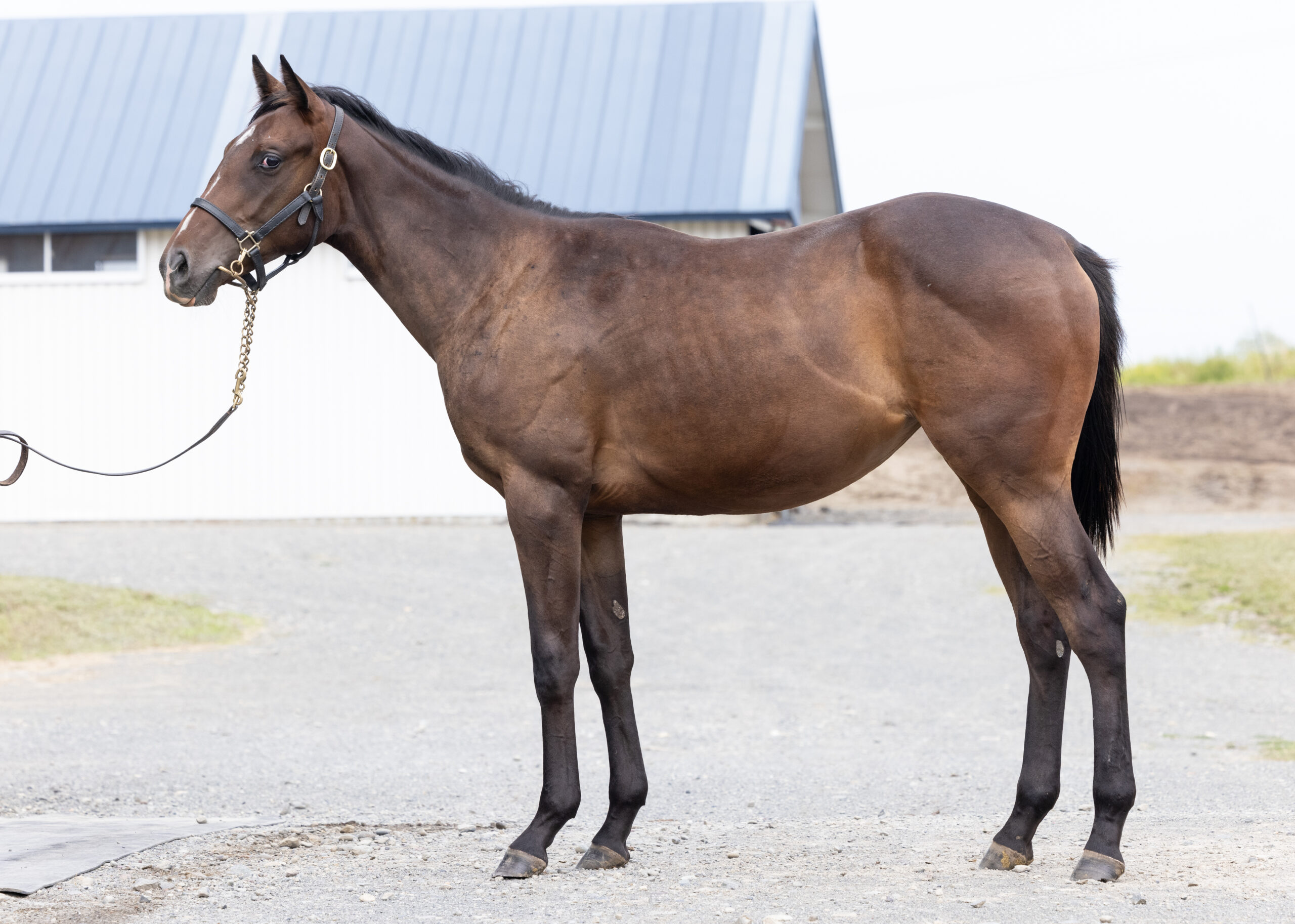 スカーレットドレス Umakau Com 競走馬販売サイト