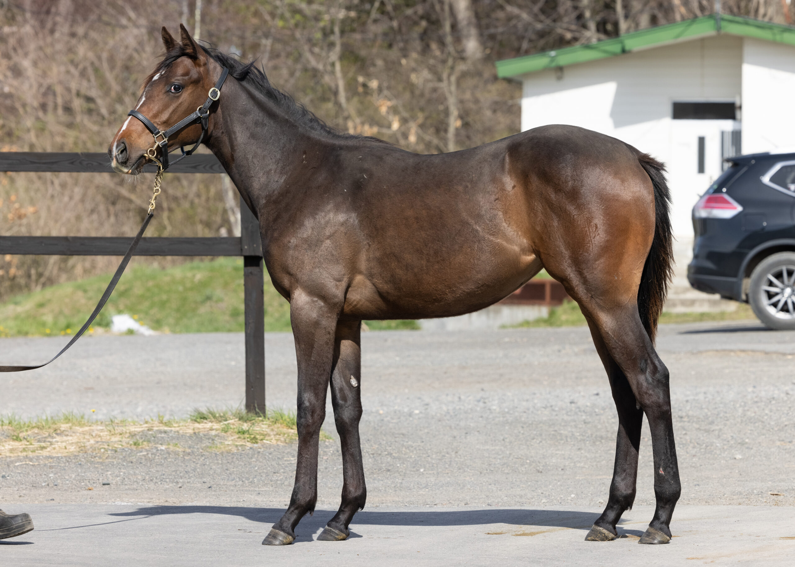 スカーレットドレス Umakau Com 競走馬販売サイト